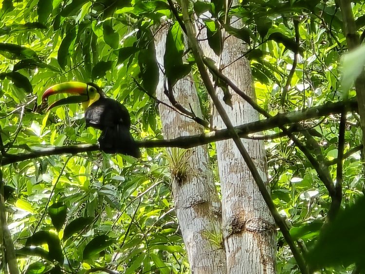 tucan