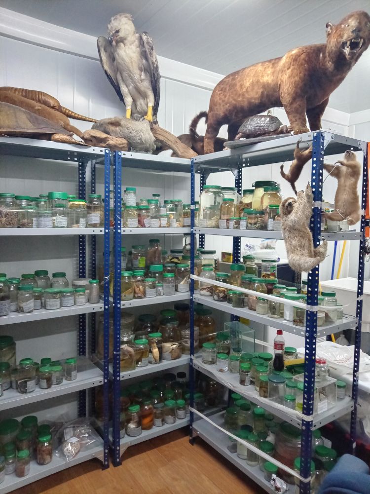 estante de animales de facinet