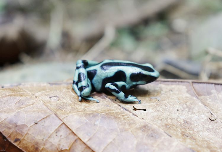 dendrobates
