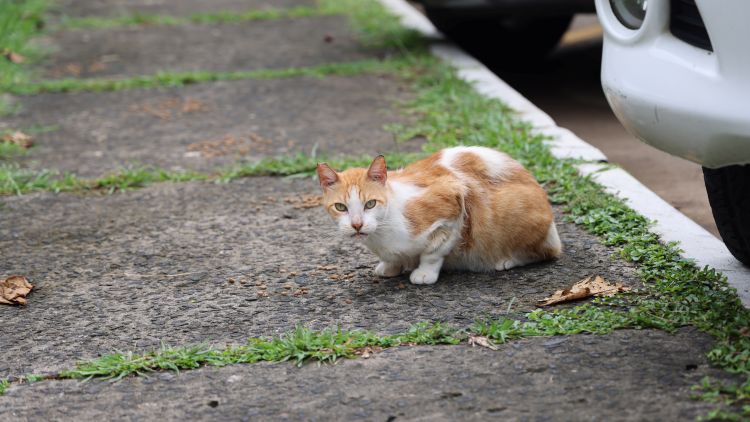 gato amarillo