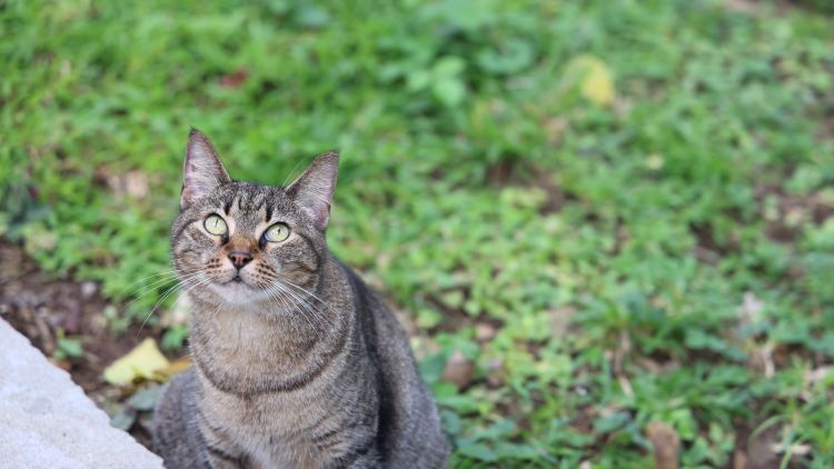 Gatos up
