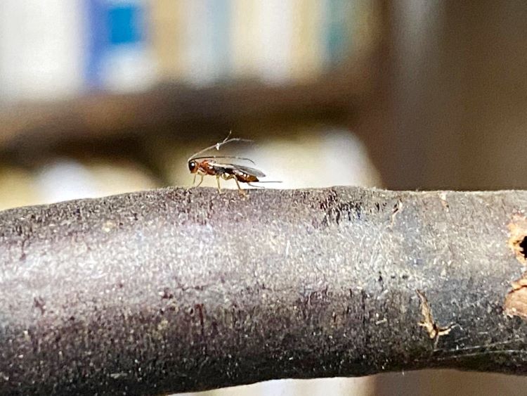 1.	Especie de avispa parasitoide Braconidae.