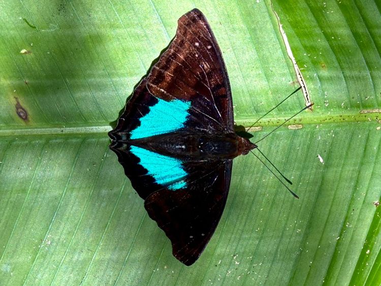 mariposas