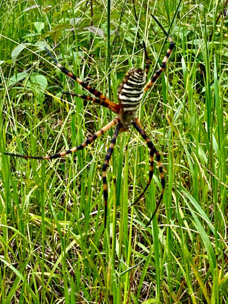 araña