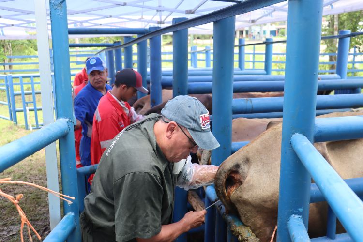 proceso de inseminación 