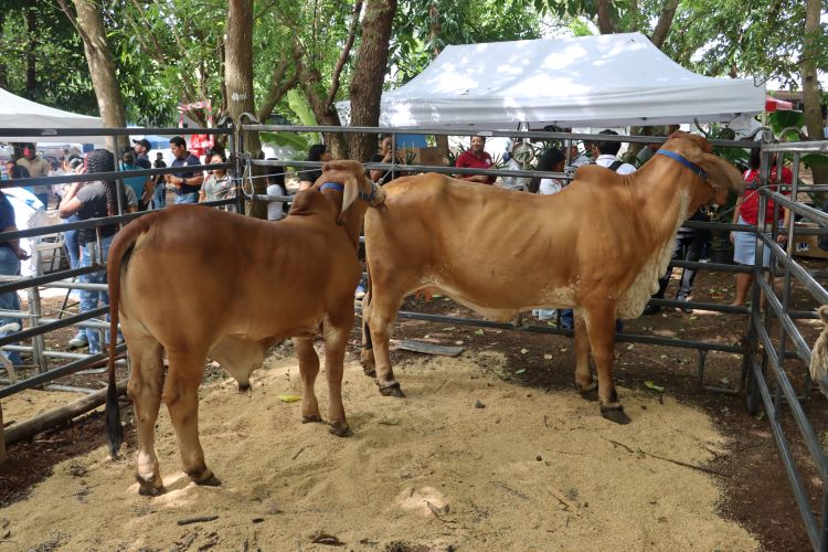 vacas fca