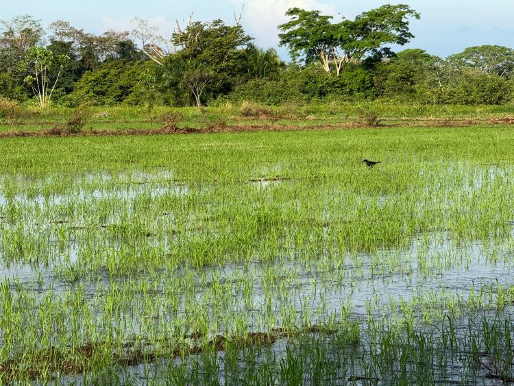 arroz en agua