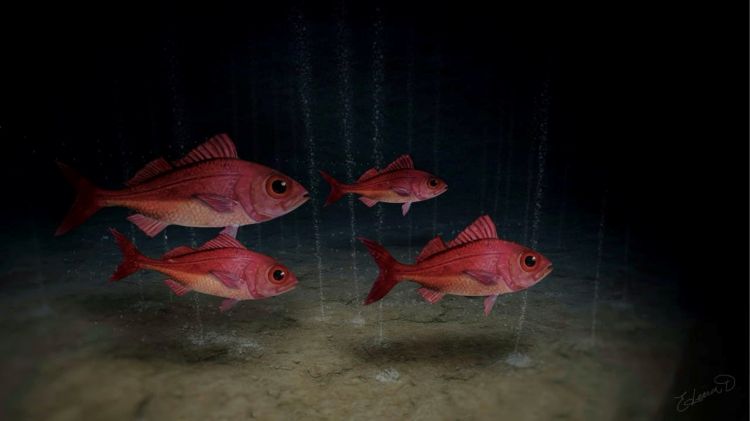 peces rojos