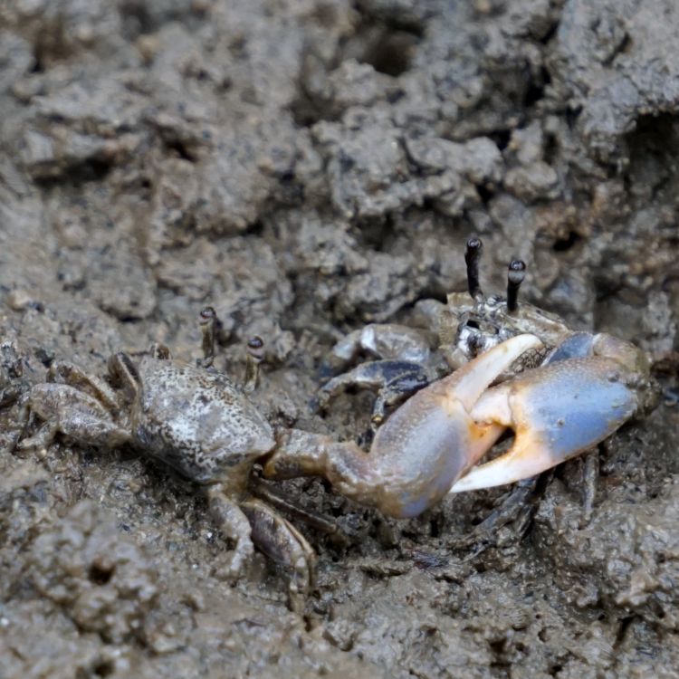 1.	Leptuca bacillopilosa – machos en cruce de tenaza por lucha de territorio –. Playa El Agallito, provincia de Herrera, 2024.