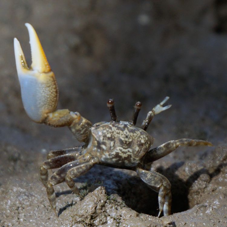 2.	Leptuca bacillopilosa – macho con tenaza mayor levantada, en postura de cortejo –. Horconcitos, provincia de Chiriquí, 2024