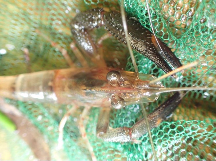 M.crenulatum 1 atarraya