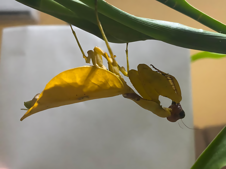 mantis