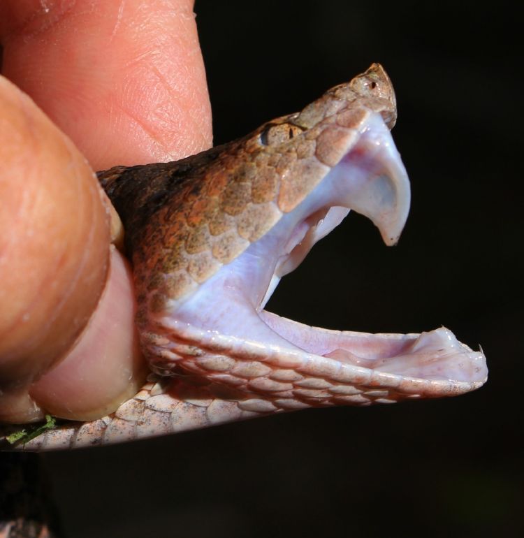 3.	Un ejemplar de Porthidium lansbergii.   Foto cortesía: Marcelo Mack