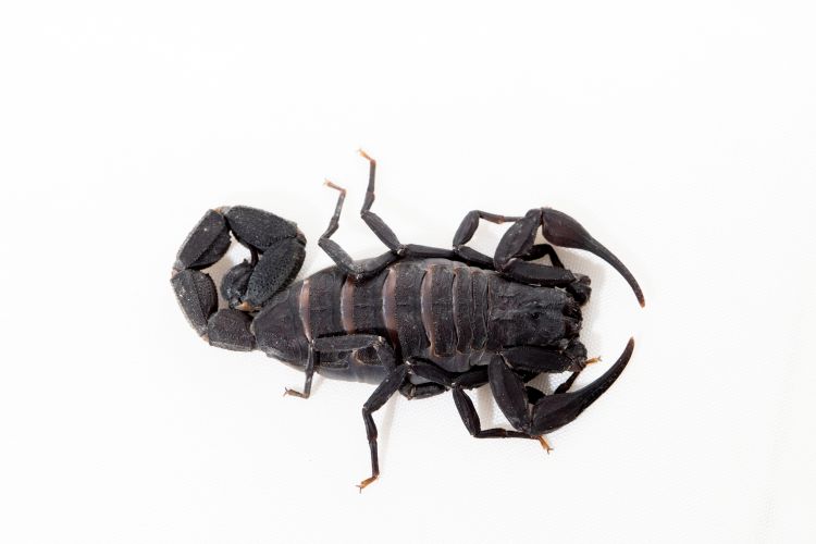 escorpion negro 
