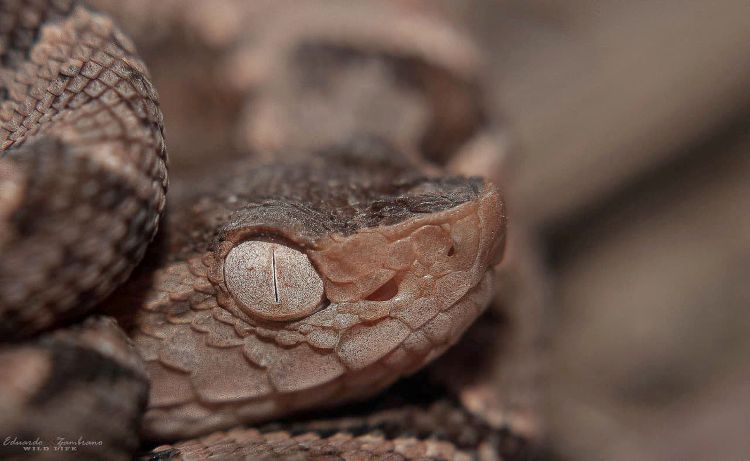 La Serpiente X es una de las especies  más peligrosas.