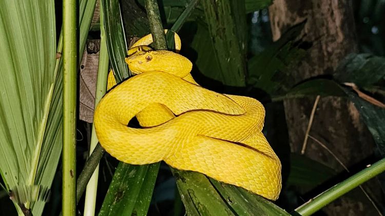 1.	Bothriechis nigroadspersus.       Foto cortesía: Marcelo Mack