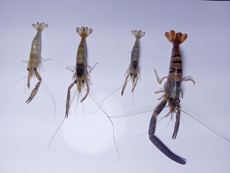 camarones estudio bocas