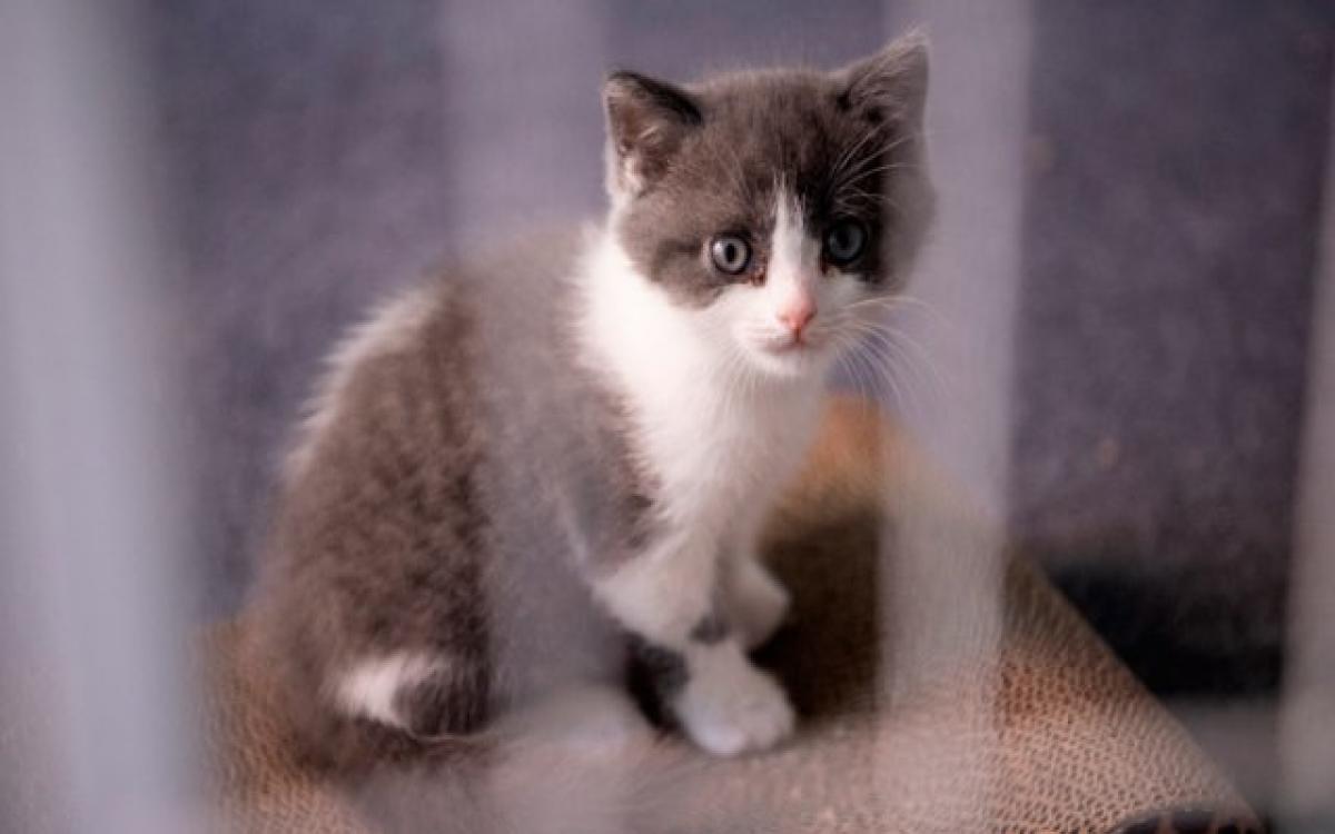 Garlic /Primer gato clonado 