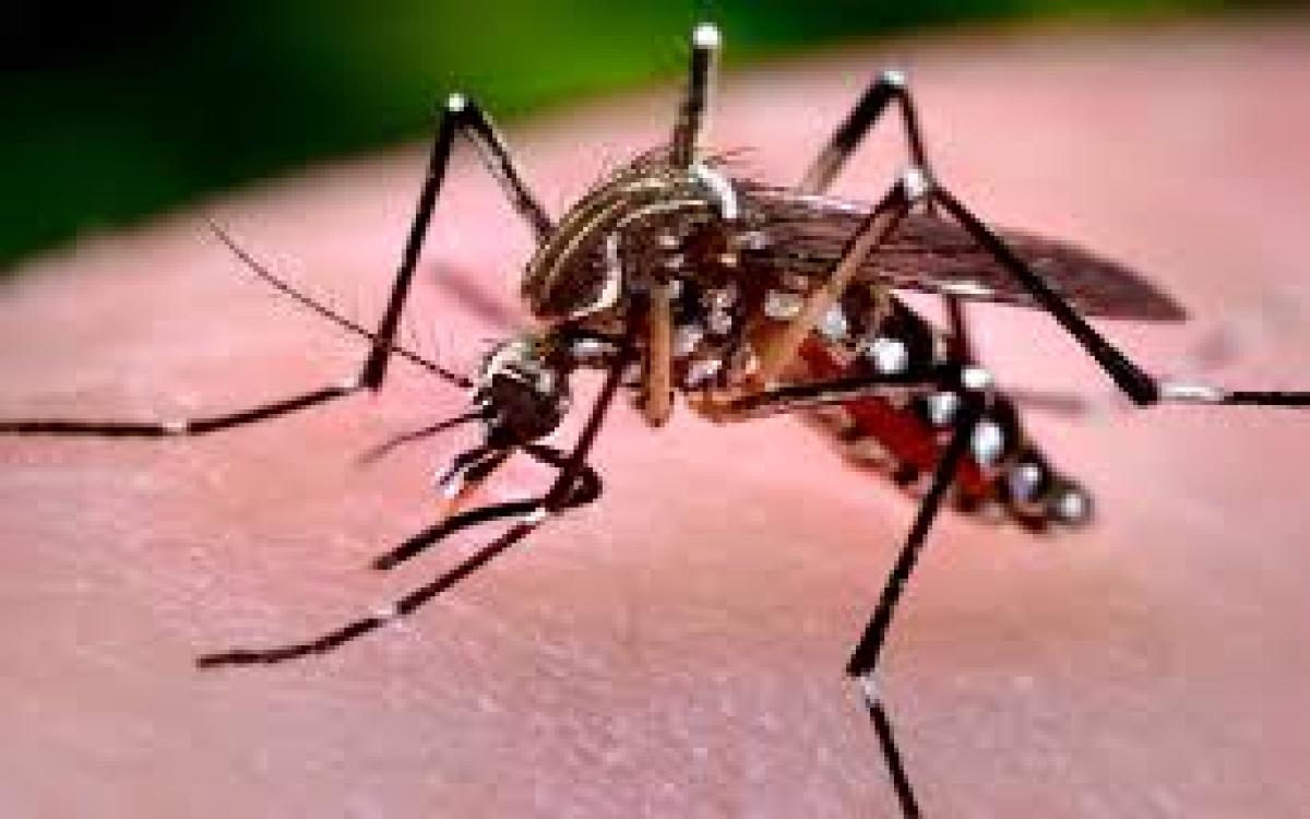 Mosquito Aedes -Dengue 