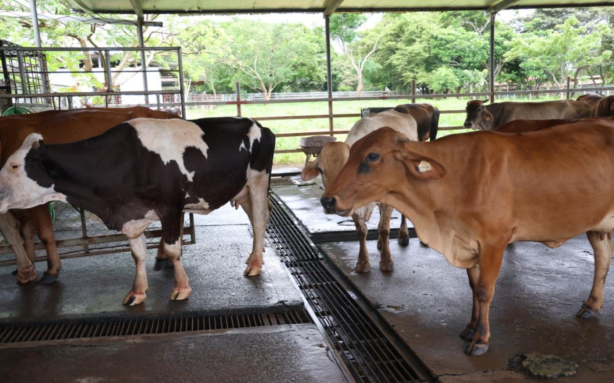 Ganado lechero en la FCA libre de enfermedades virales.