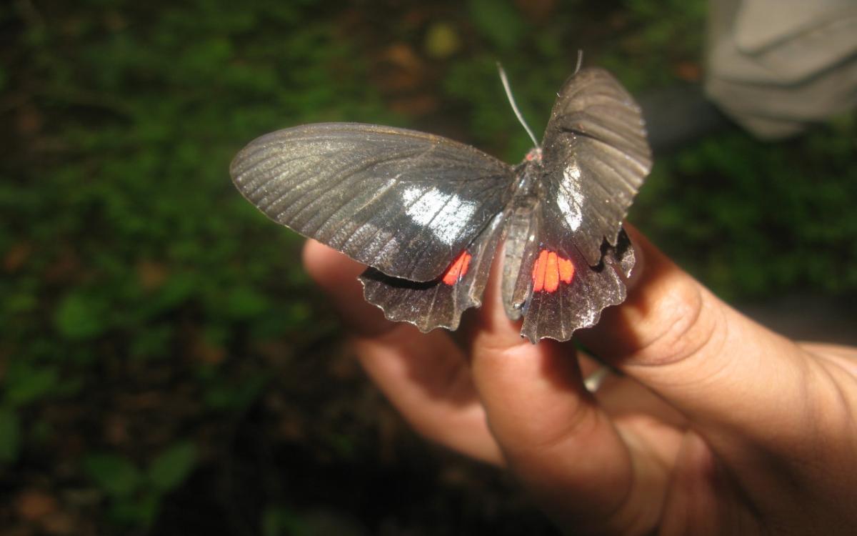 Especie del género Parides. Foto: Louise Rodríguez